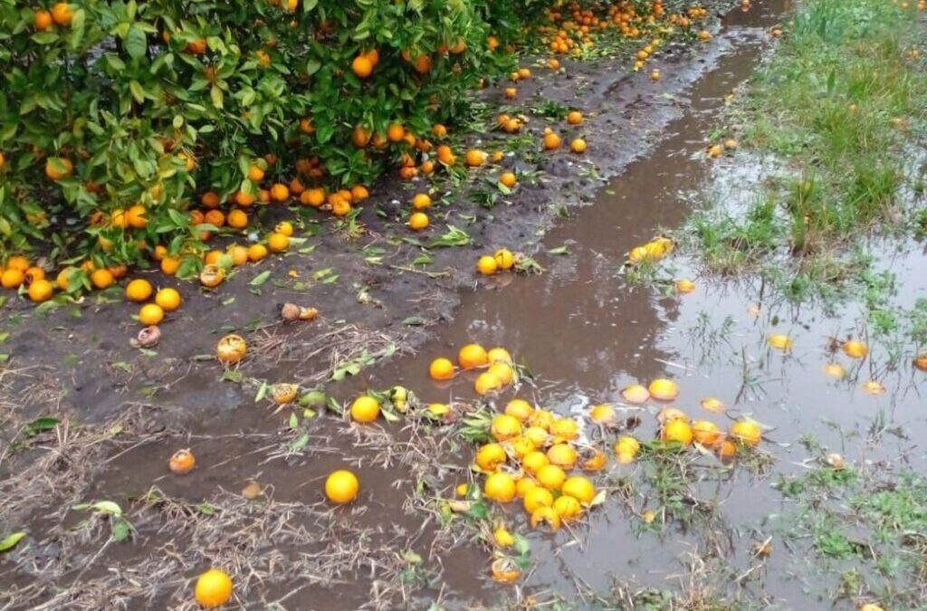 El Gobierno Provincial amplía la emergencia agropecuaria para citricultores del Departamento Federación