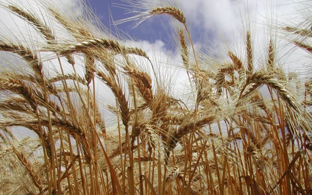 Exportaciones sustentables: el trigo argentino ya viaja a Brasil con la huella de carbono certificada