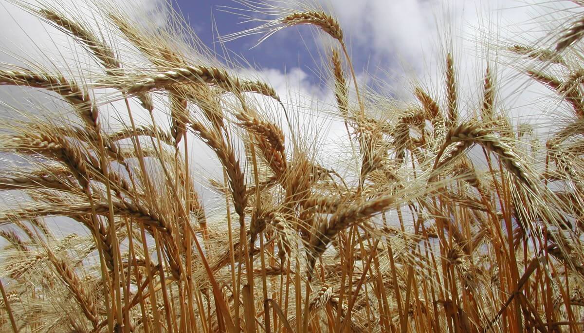 Exportaciones sustentables: el trigo argentino ya viaja a Brasil con la huella de carbono certificada