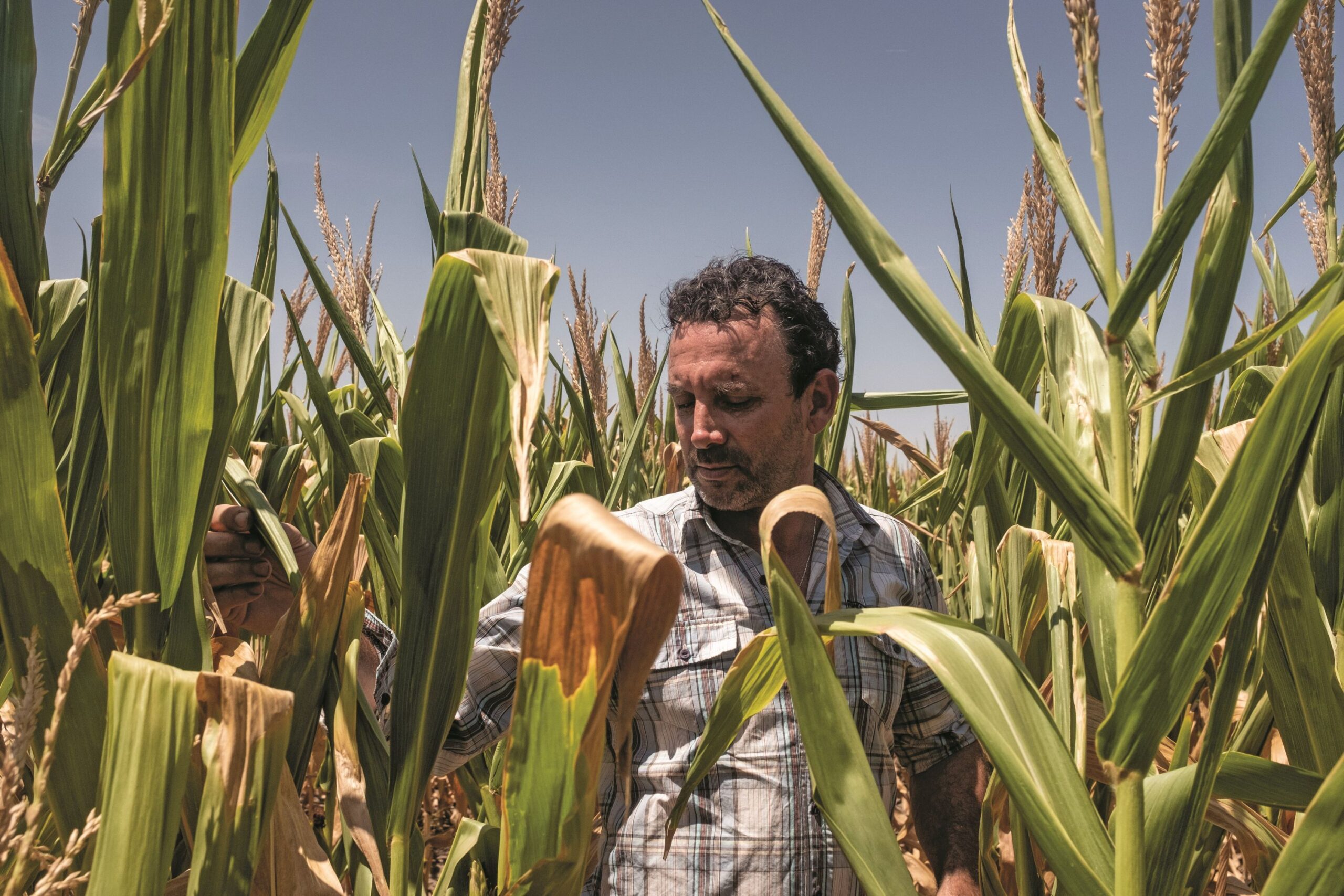 El Gobierno nacional lanzó un nuevo protocolo de semillas para impulsar las exportaciones agroindustriales