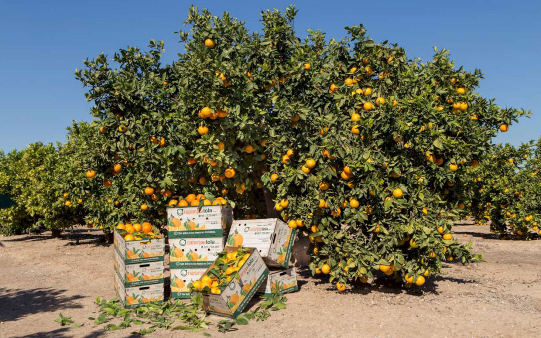 Citricultores entrerrianos asegura que “vender una naranja cuesta más de lo que pagan”