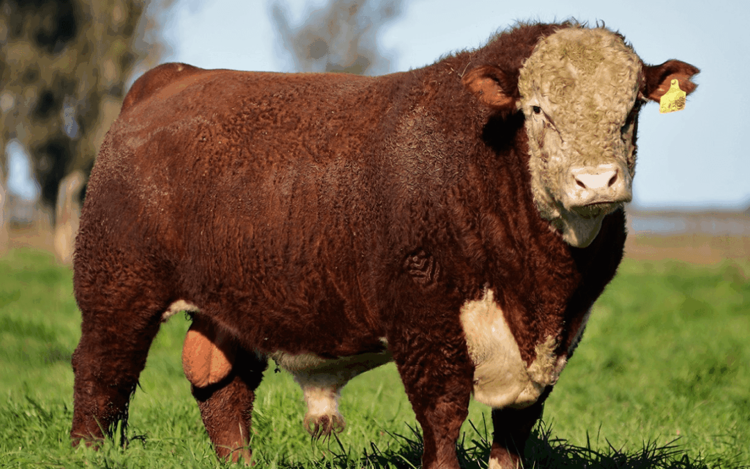 El repaso con toros Hereford sobre vacas Angus suma kilos desde el destete hasta la faena