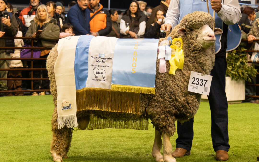 Cabaña San Esteban, de Chajarí: campeona en raza Ideal en la 138° Expo Rural de Buenos Aires