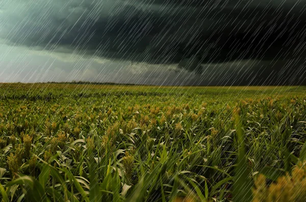 ¿Cómo estará el clima esta semana en Chajarí?