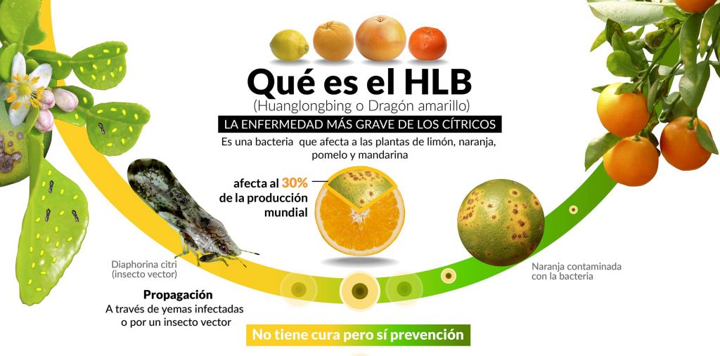 Costaganna: “en estos años el productor cambió mucho su actitud ante el HLB”
