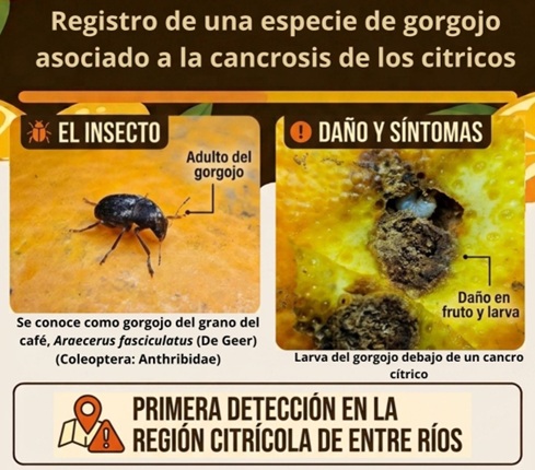 Registro de una especie de gorgojo asociado a la cancrosis de los cítricos
