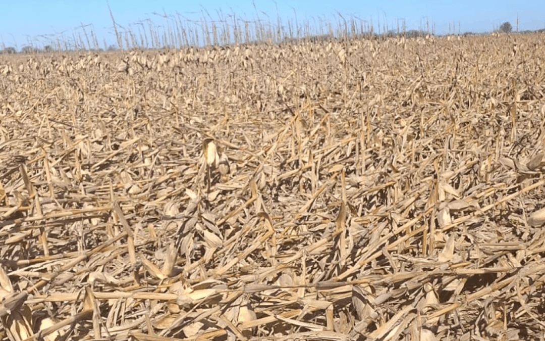 La demora en la cosecha de maíz tuvo su peor consecuencia: muchos lotes perdidos por los vientos