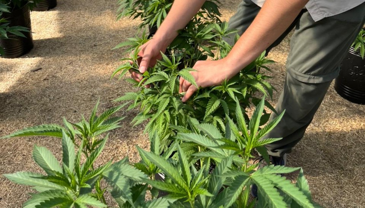 El cannabis escala al pie de los Andes: a un año de su regulación, vive una revolución productiva en Mendoza
