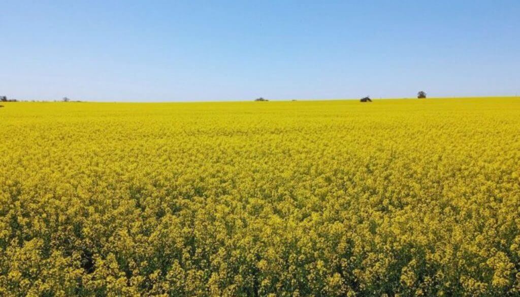 Las “flores amarillas” que siembra el campo: colza, camelina y carinata, cada vez más firmes en la rotación
